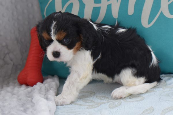 Ms. Becca the Cavalier - Image 5