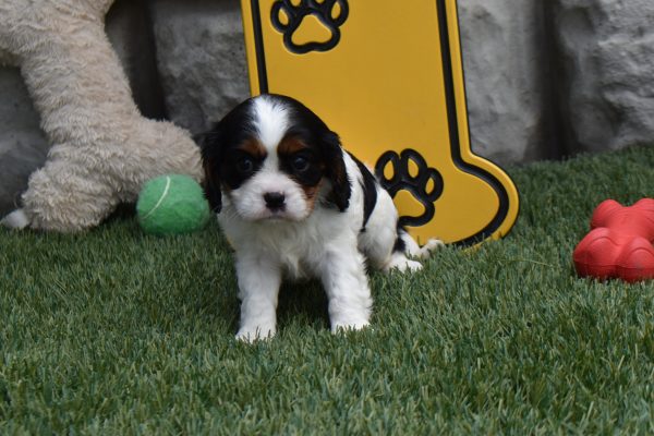 Ms. Chloe - Image 4