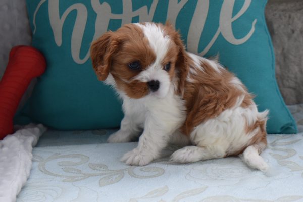 Mr. Arnold the Cavalier - Image 3