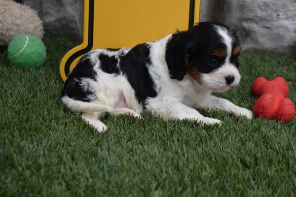 Mr. Carl - Image 3