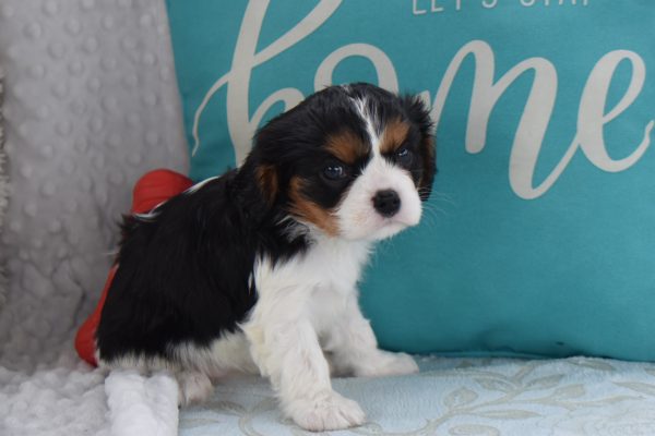 Ms. Becca the Cavalier - Image 3