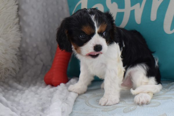 Ms. Becca the Cavalier