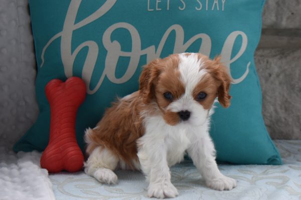 Mr. Arnold the Cavalier - Image 4