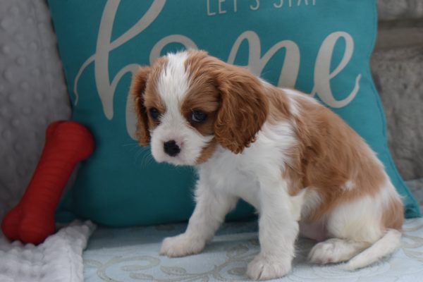 Ms. Biscuit the Cavalier - Image 4