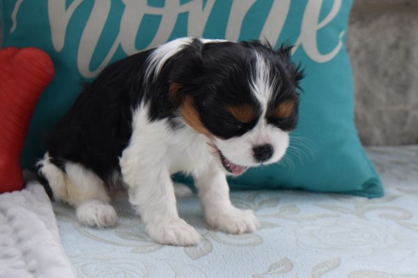 Ms. Angela the Cavalier - Image 2