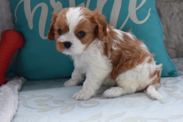 Mr. Arnold the Cavalier - Image 2