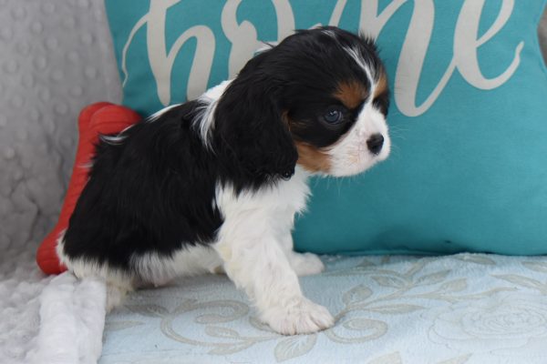 Ms. Becca the Cavalier - Image 4