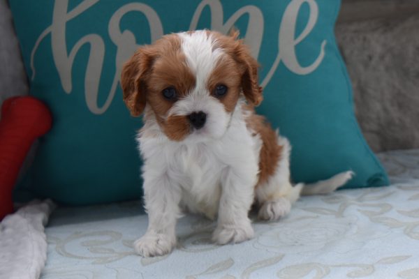 Mr. Arnold the Cavalier