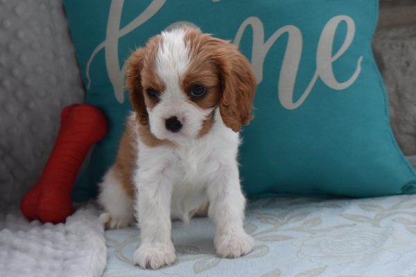 Ms. Biscuit the Cavalier - Image 2