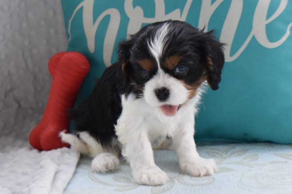Ms. Angela the Cavalier