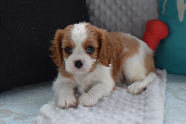 Ms. Biscuit the Cavalier