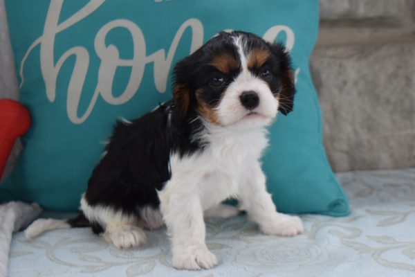 Ms. Becca the Cavalier - Image 2