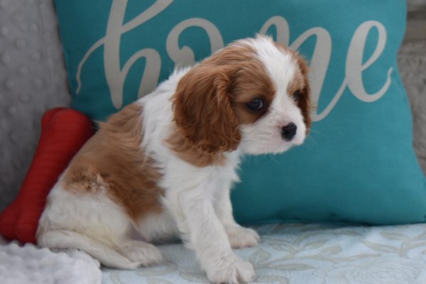 Ms. Biscuit the Cavalier - Image 3