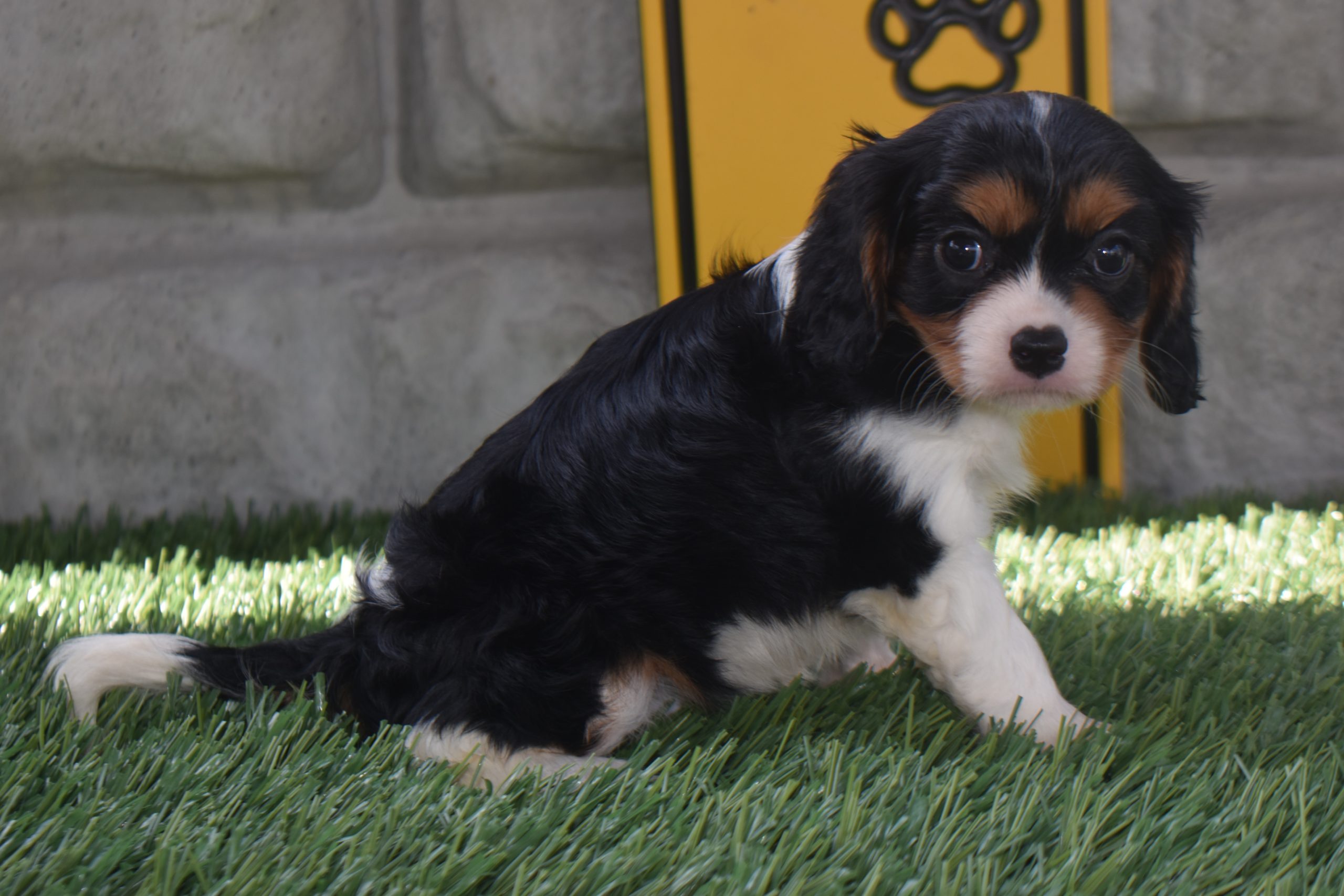 Ms. Alice the Cavalier - Image 4