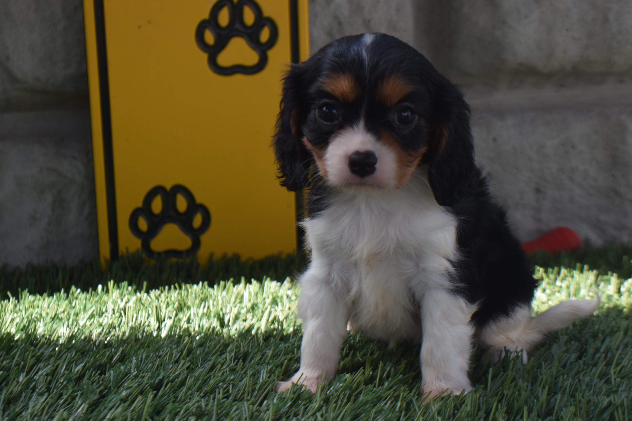 Ms. Alice the Cavalier