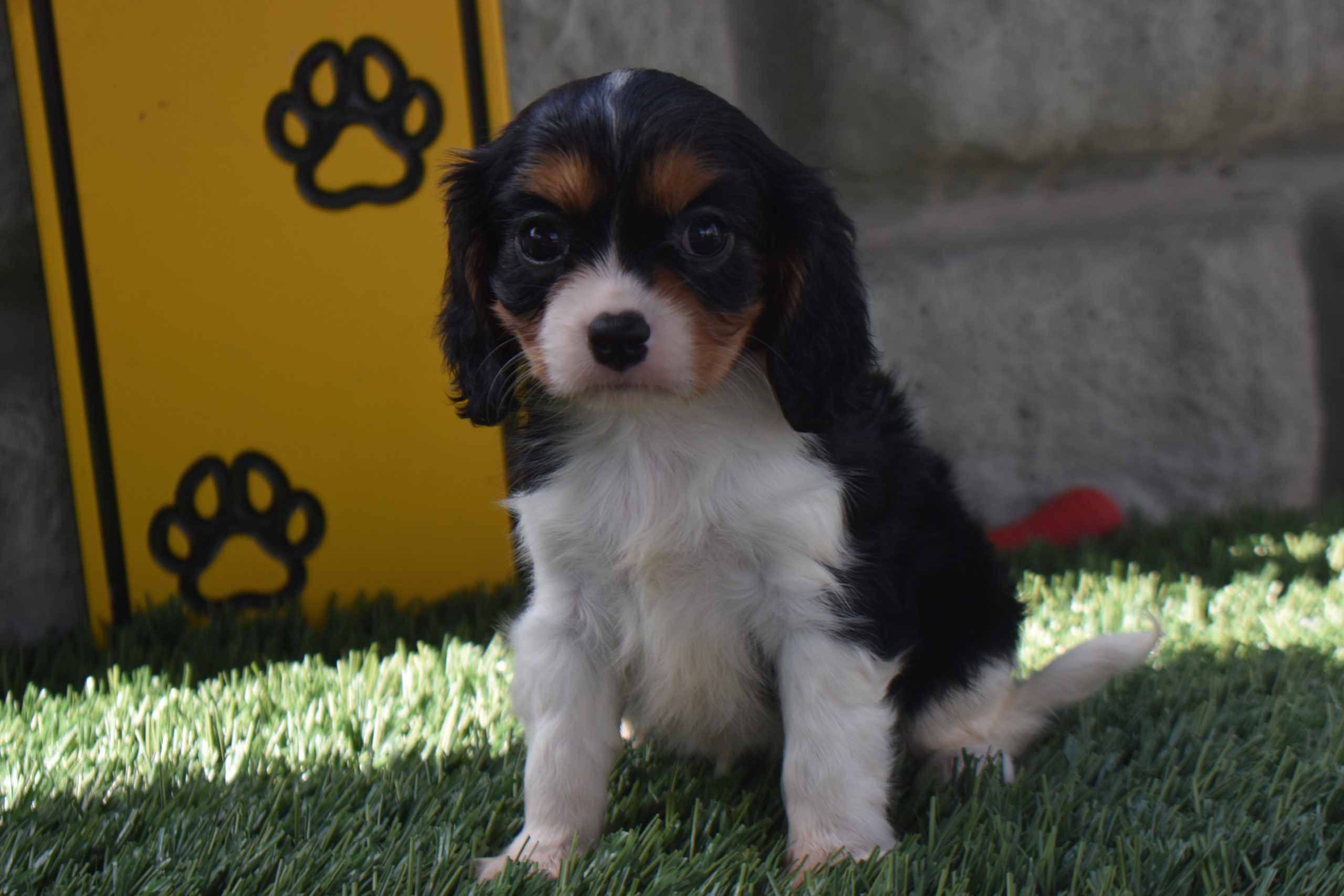 Ms. Alice the Cavalier - Image 5