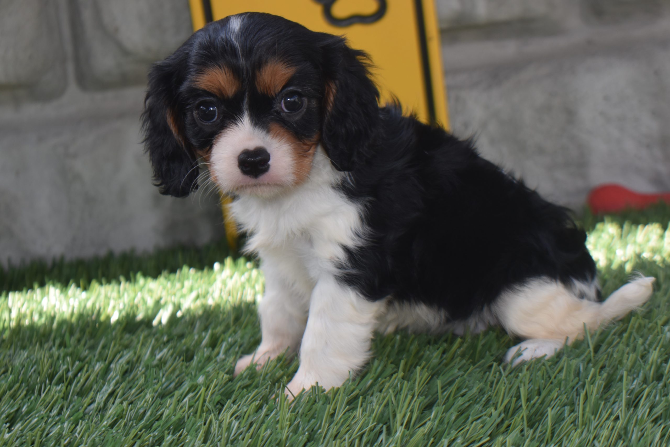 Ms. Alice the Cavalier - Image 3