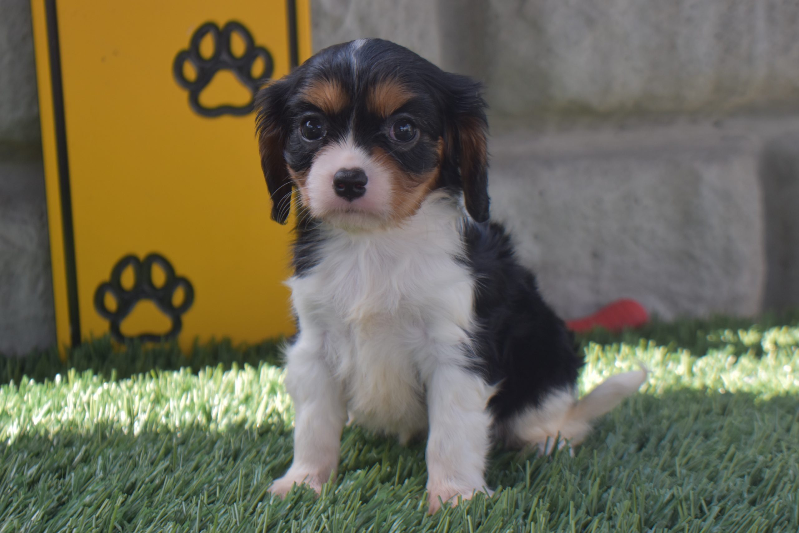 Ms. Alice the Cavalier - Image 2