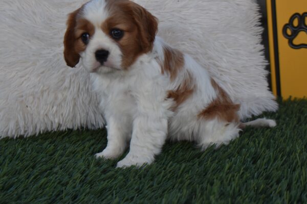 Ms. Lucy - Image 5
