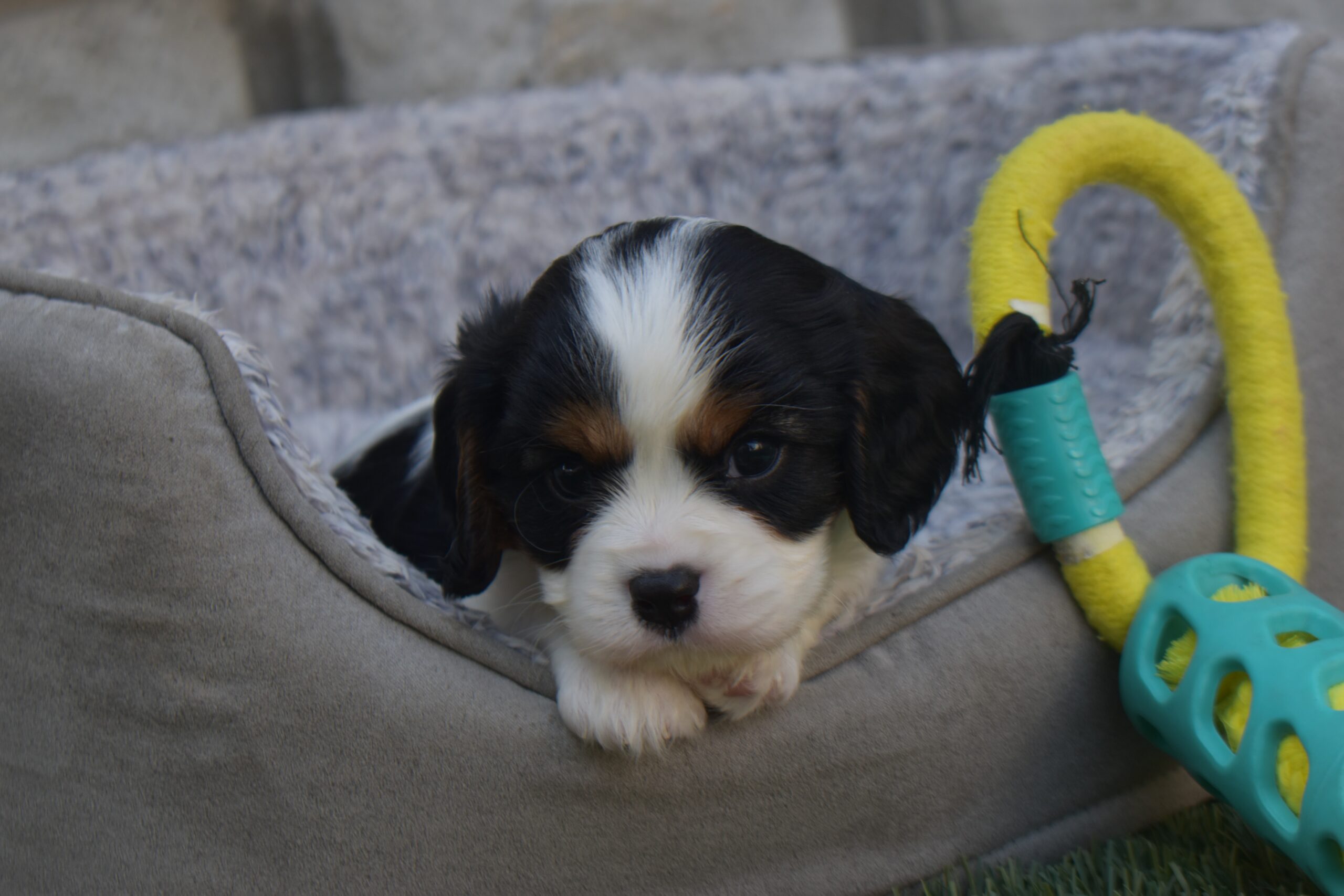 Mr. Clint the Cavalier - Image 3