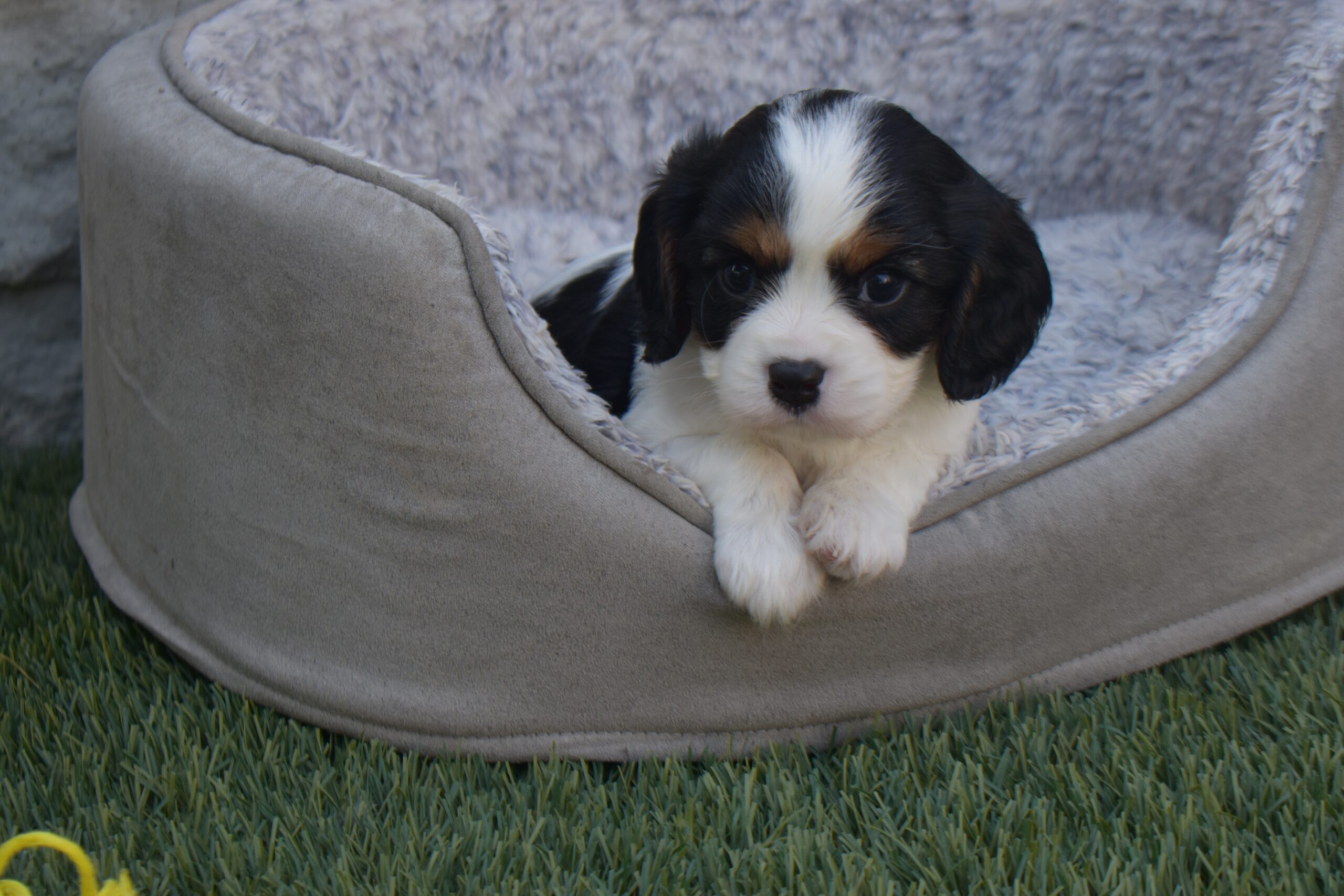 Mr. Clint the Cavalier - Image 4