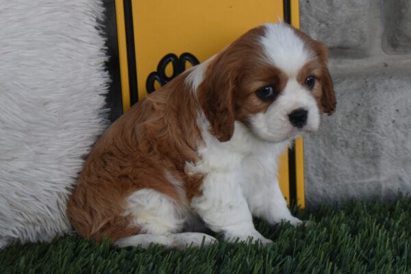 Ms. Lucy - Image 2