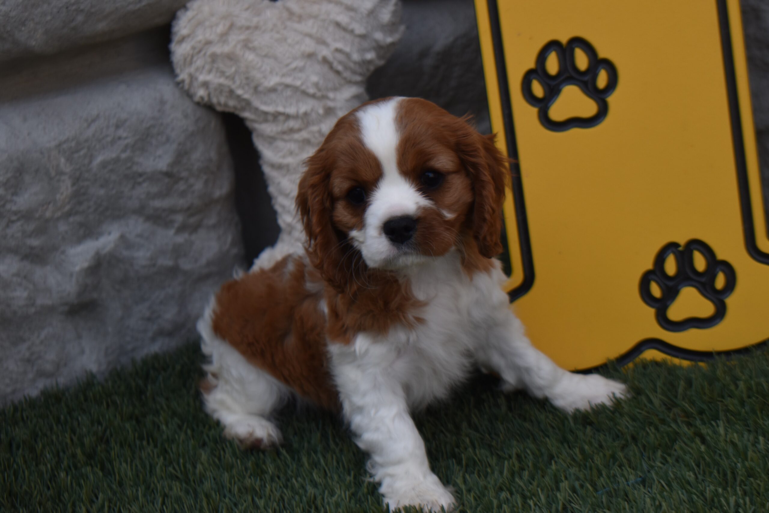 Ms. Lexi the Cavalier - Image 3