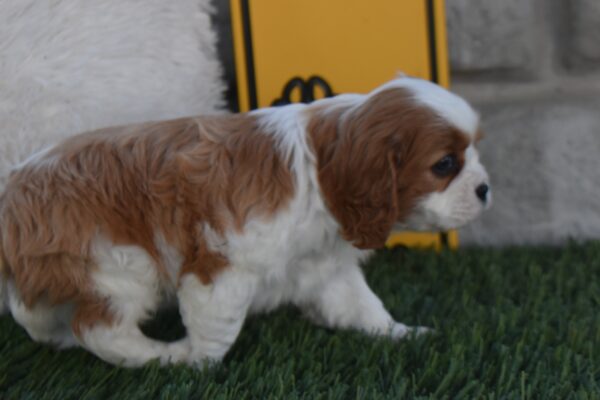 Ms. Lucy - Image 6