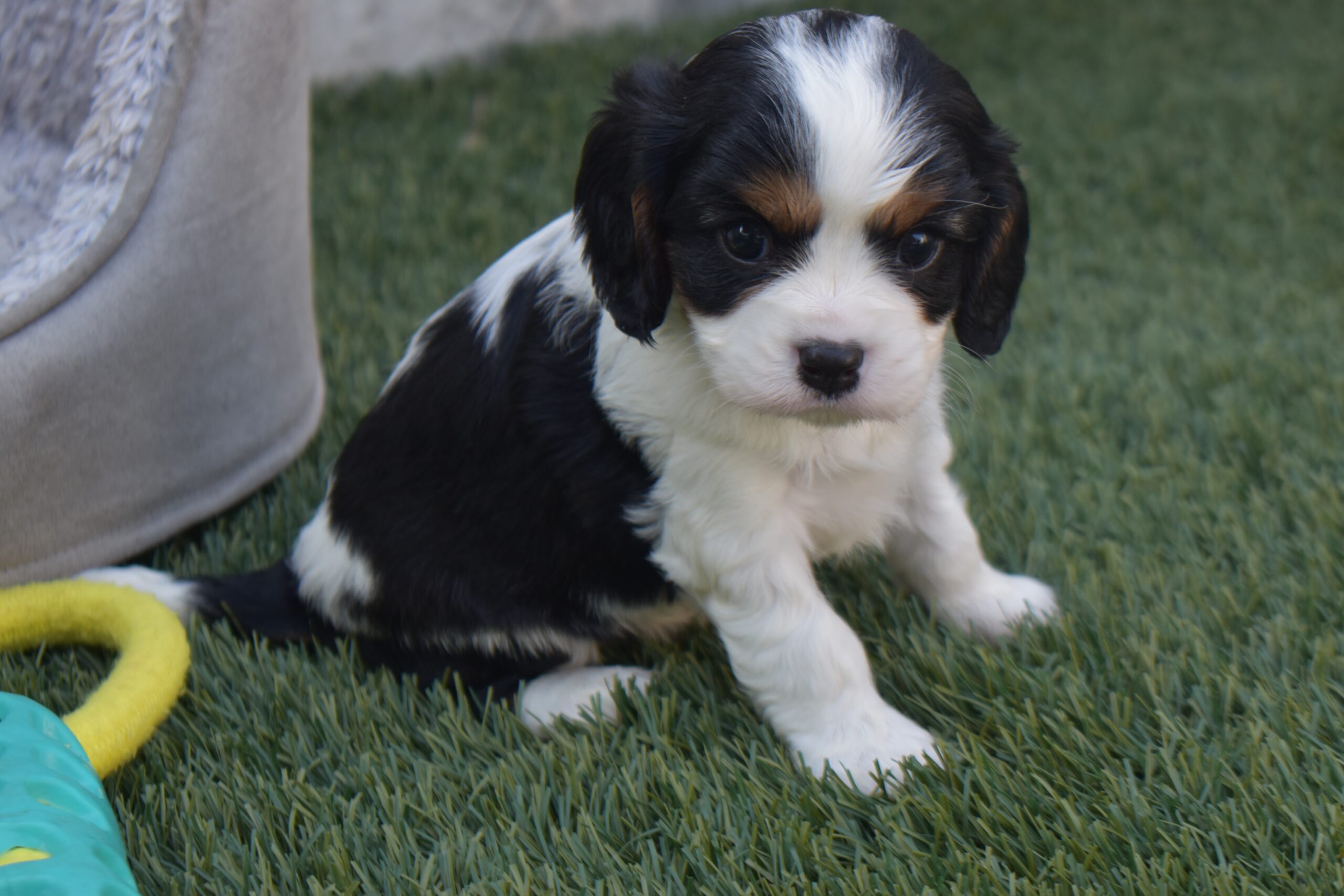 Mr. Clint the Cavalier - Image 2