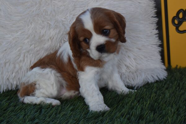 Ms. Lexi - Image 2