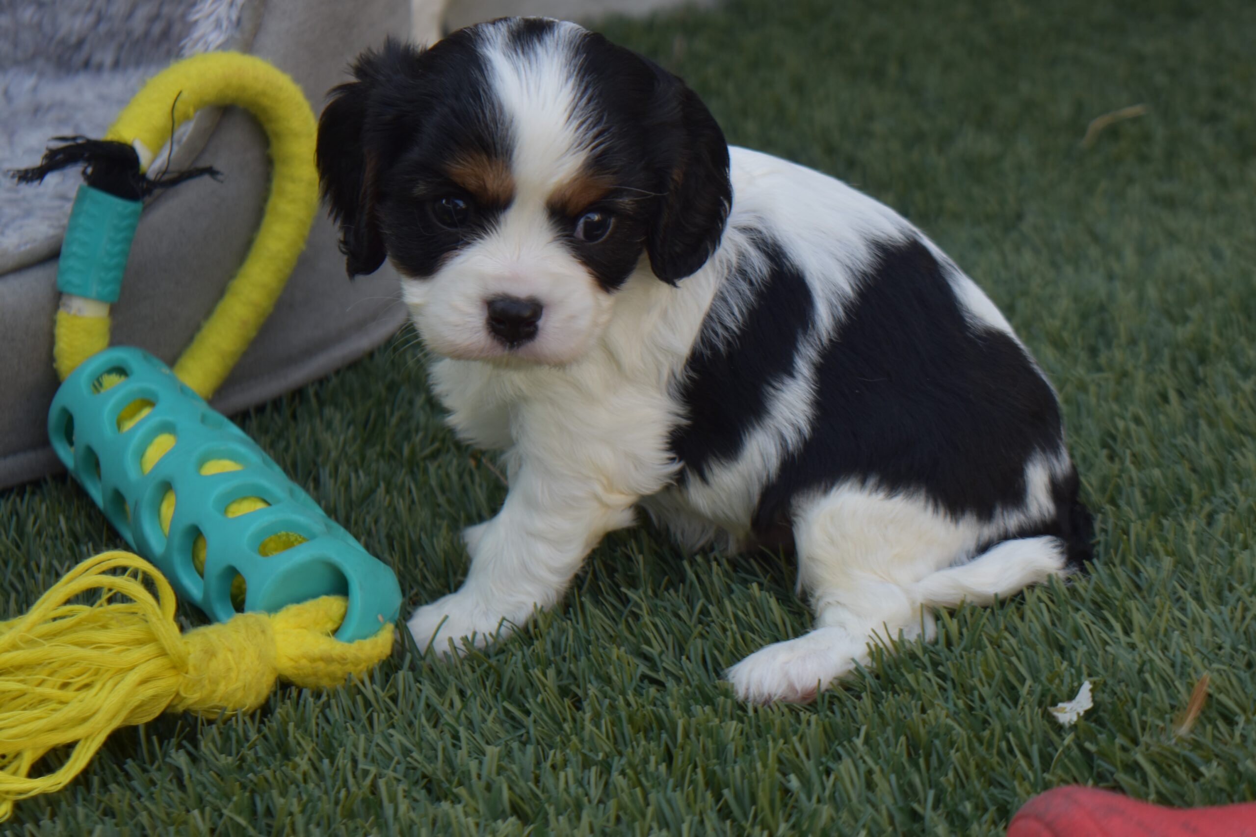 Mr. Clint the Cavalier