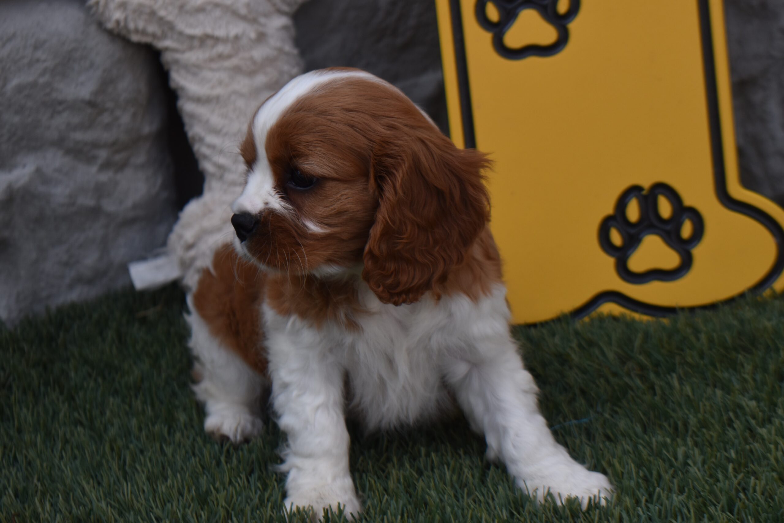 Ms. Lexi the Cavalier - Image 4