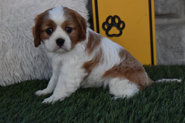 Ms. Lucy - Image 3