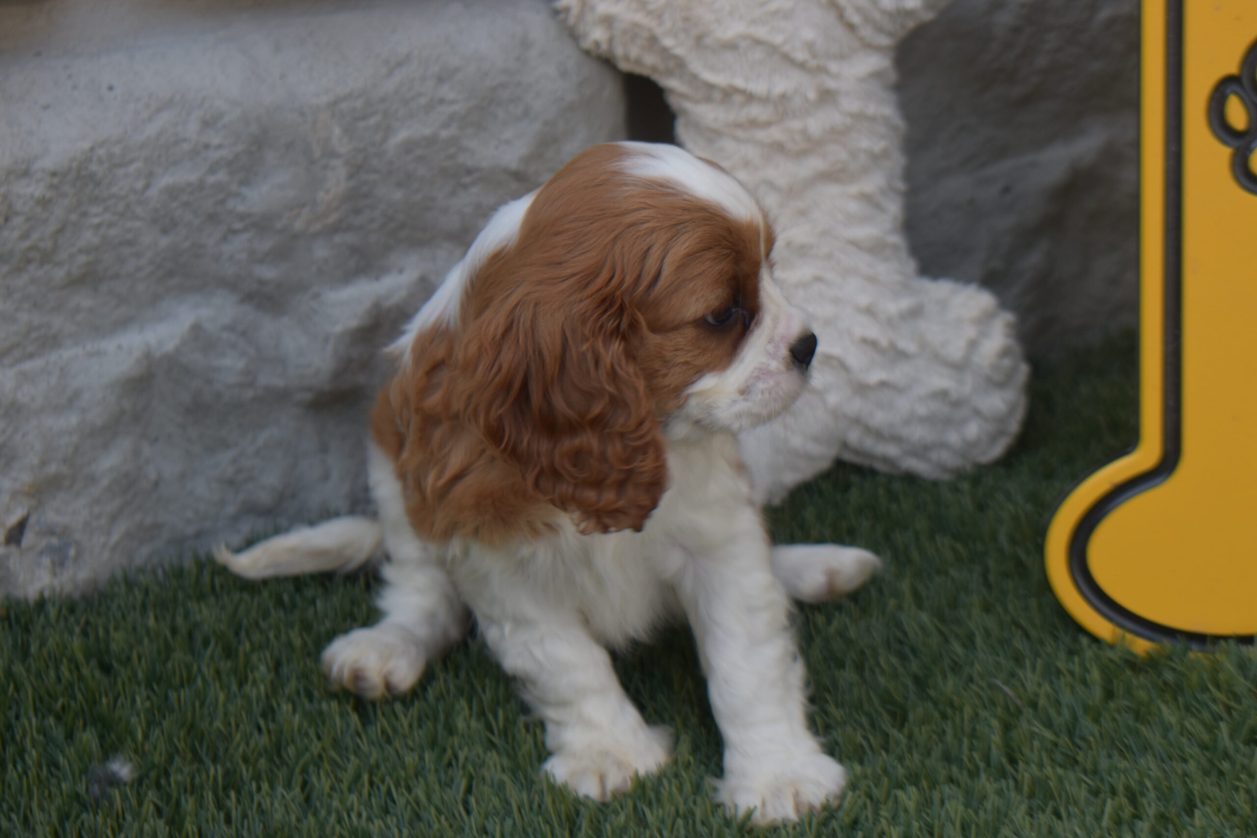 Ms. Lexi the Cavalier - Image 7