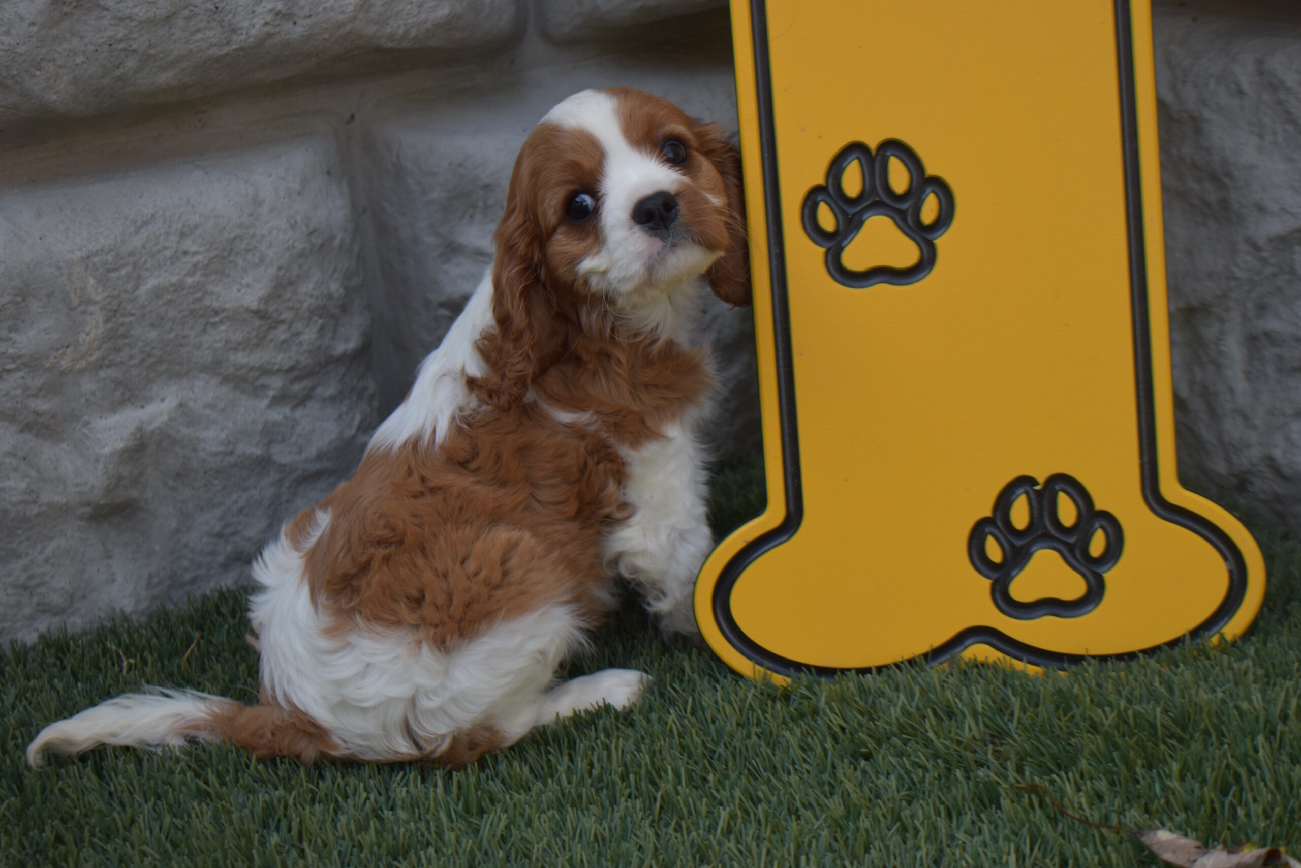 Ms. Lexi the Cavalier - Image 6