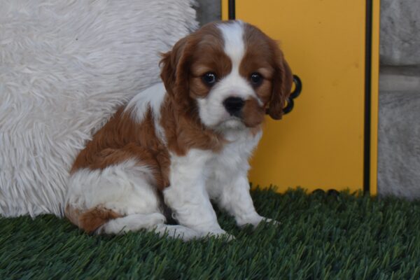 Ms. Lexi