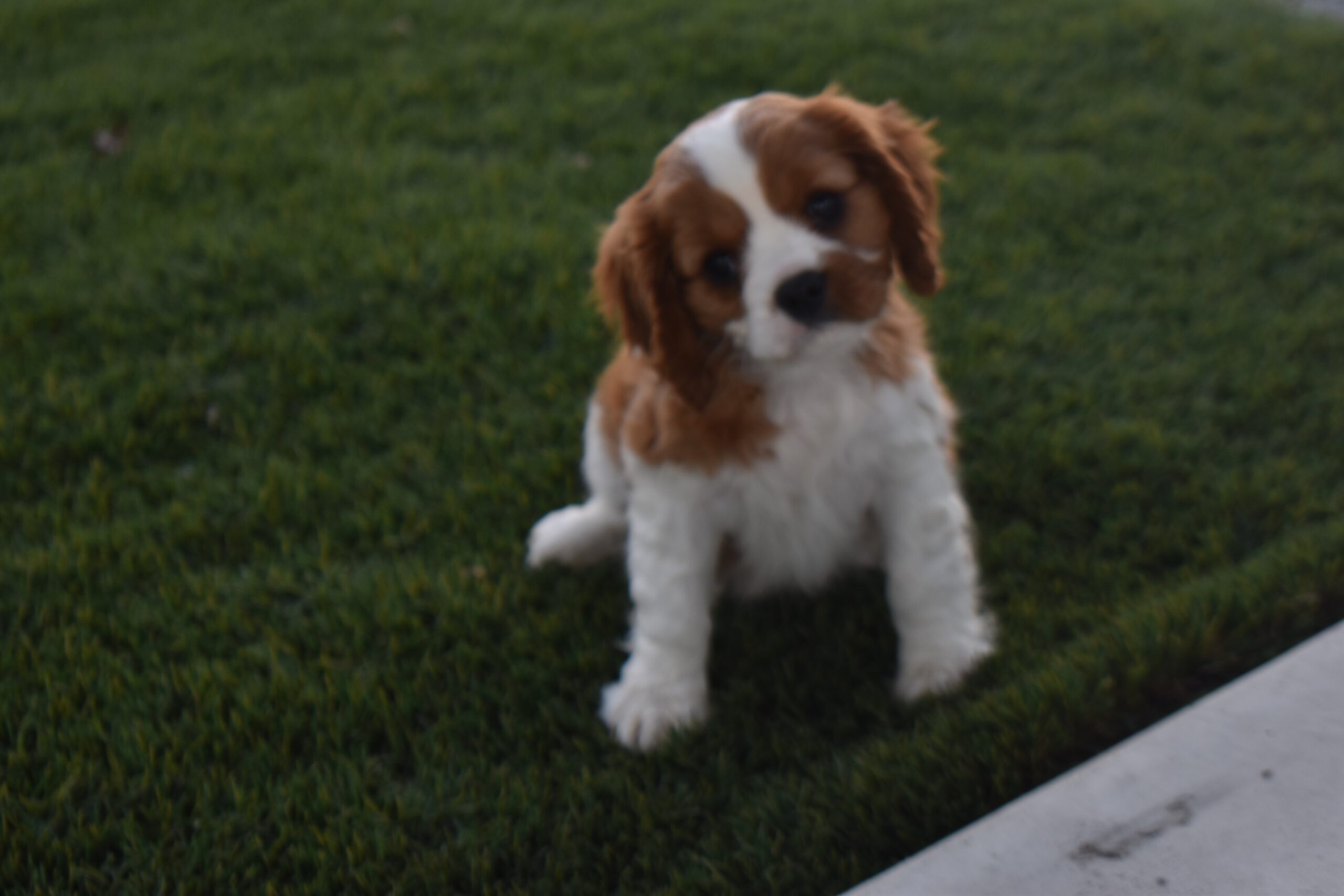 Ms. Lexi the Cavalier - Image 2