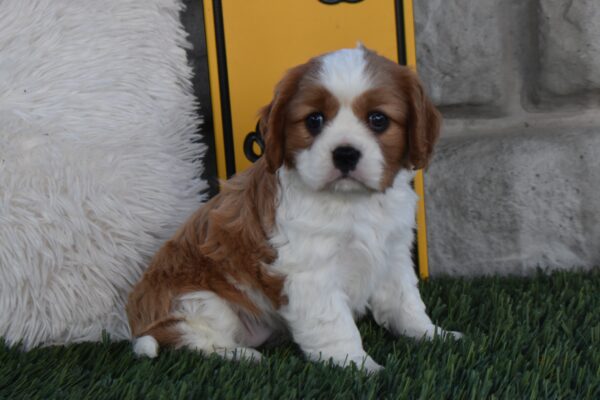 Ms. Lucy - Image 4