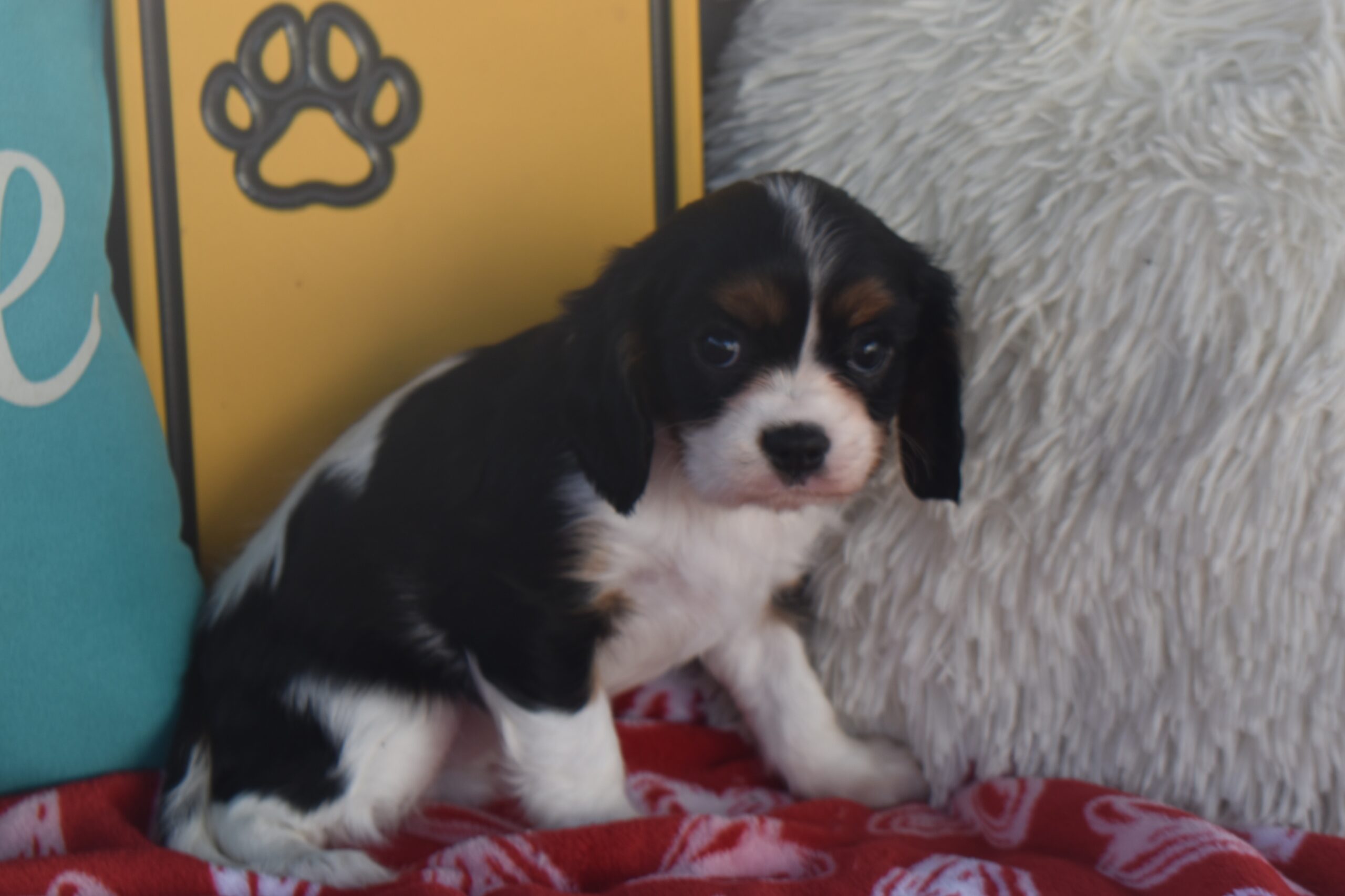 Ms.trixie the Cavalier - Image 5