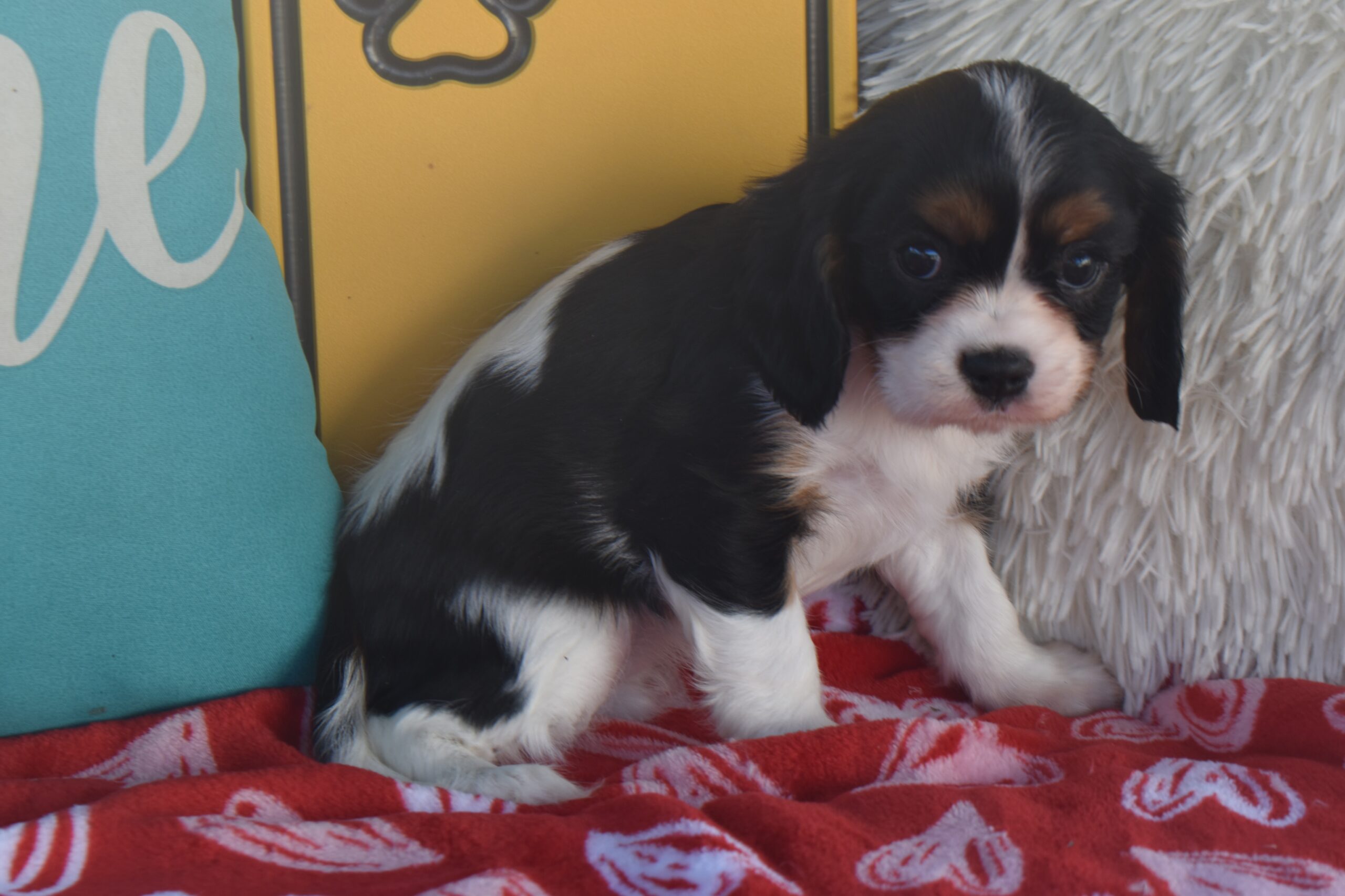 Ms.trixie the Cavalier - Image 3