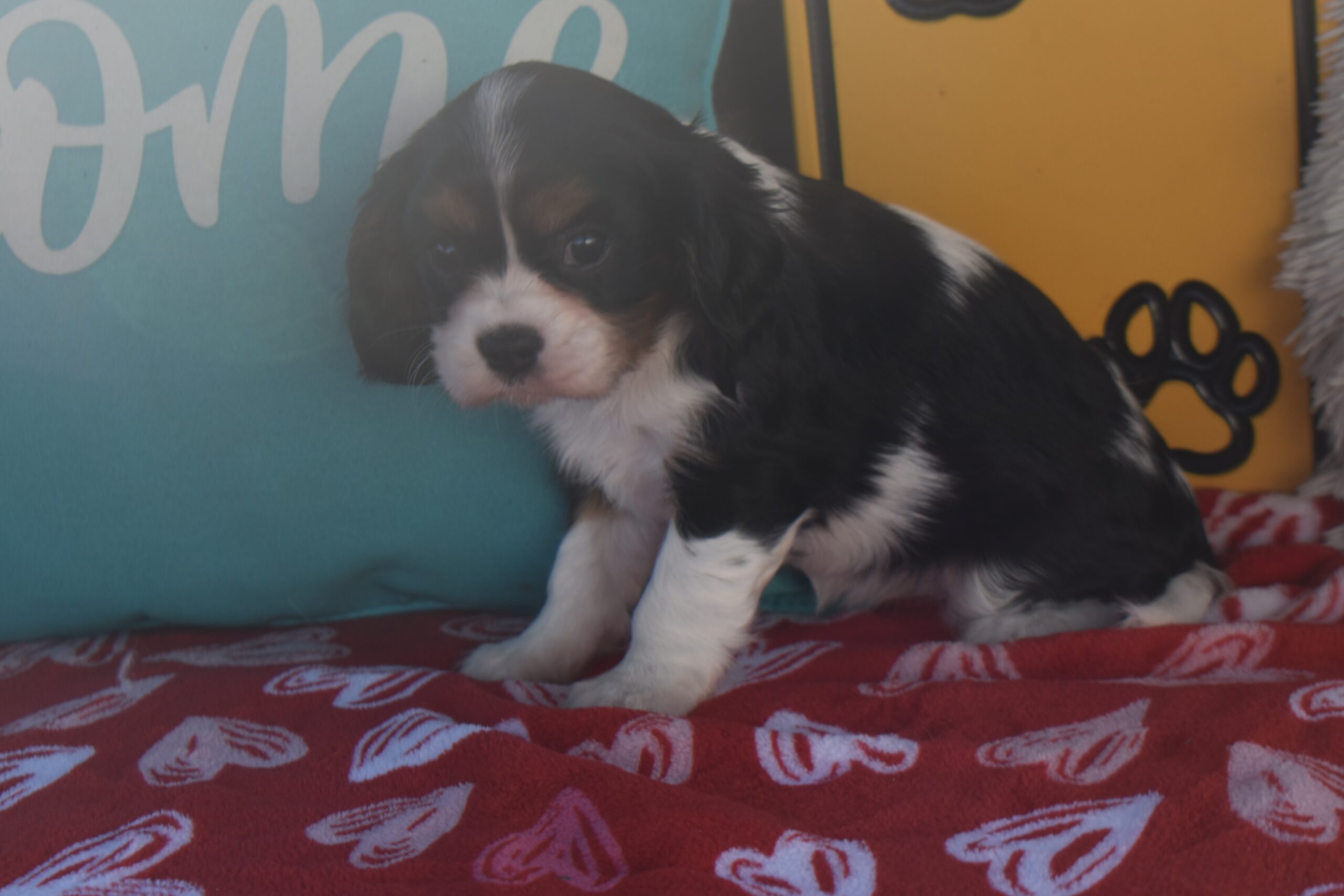 Ms.trixie the Cavalier - Image 2