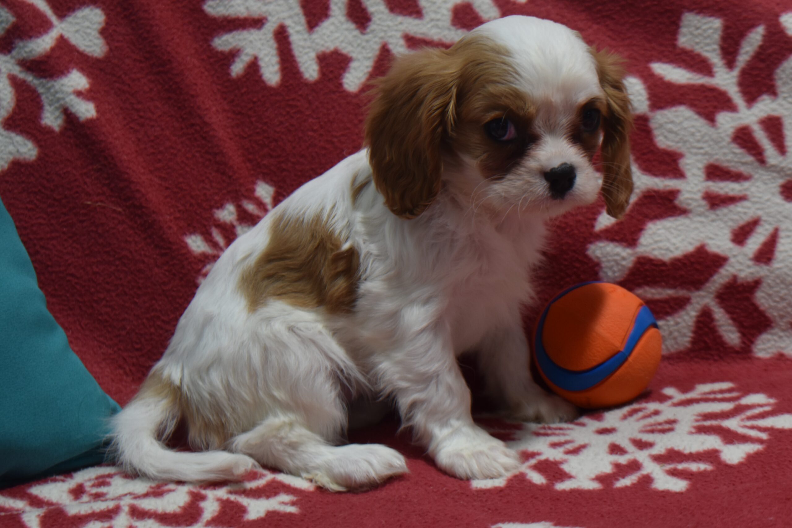 Ms. Paris the Cavalier - Image 3