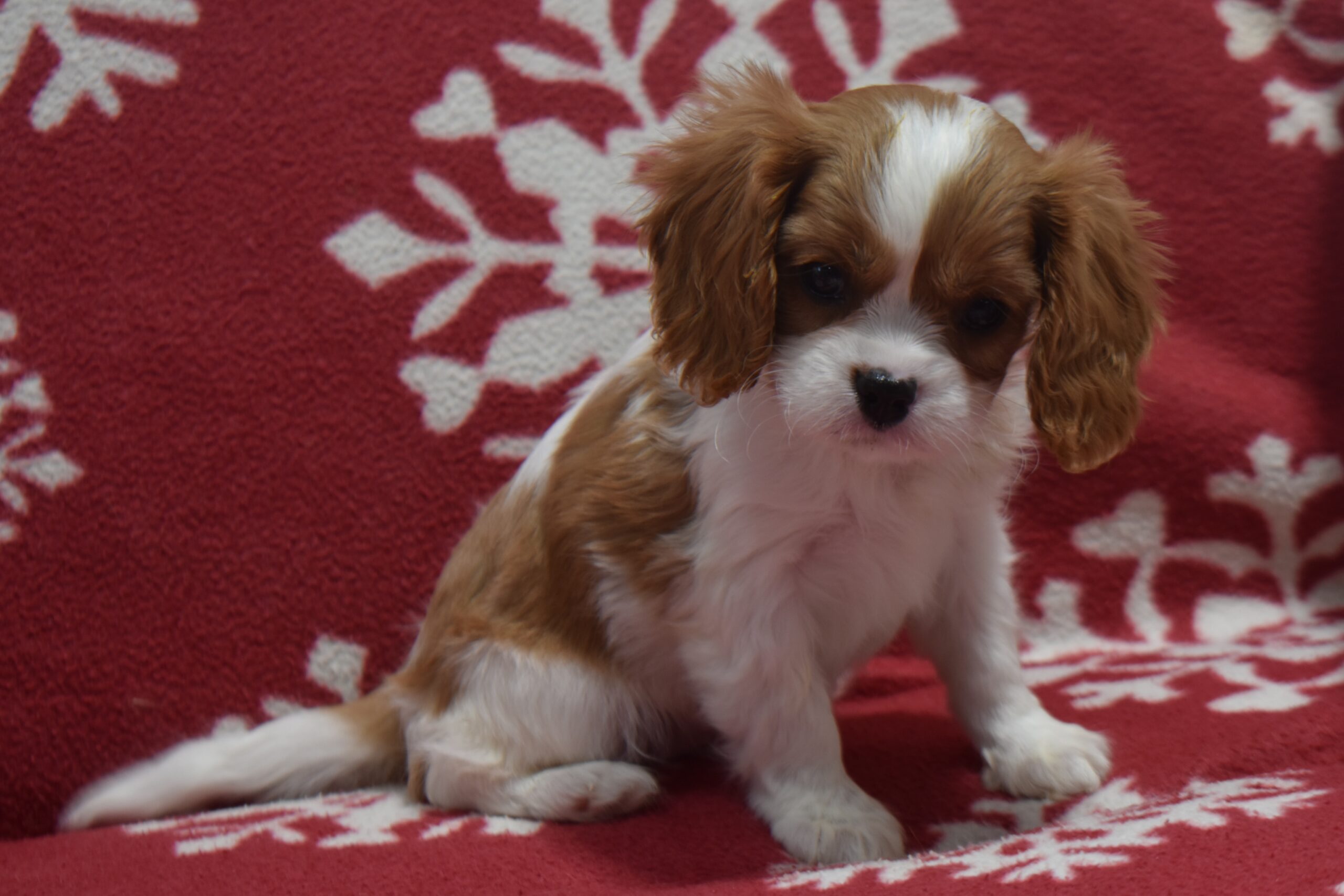 Ms. Serena - Image 4