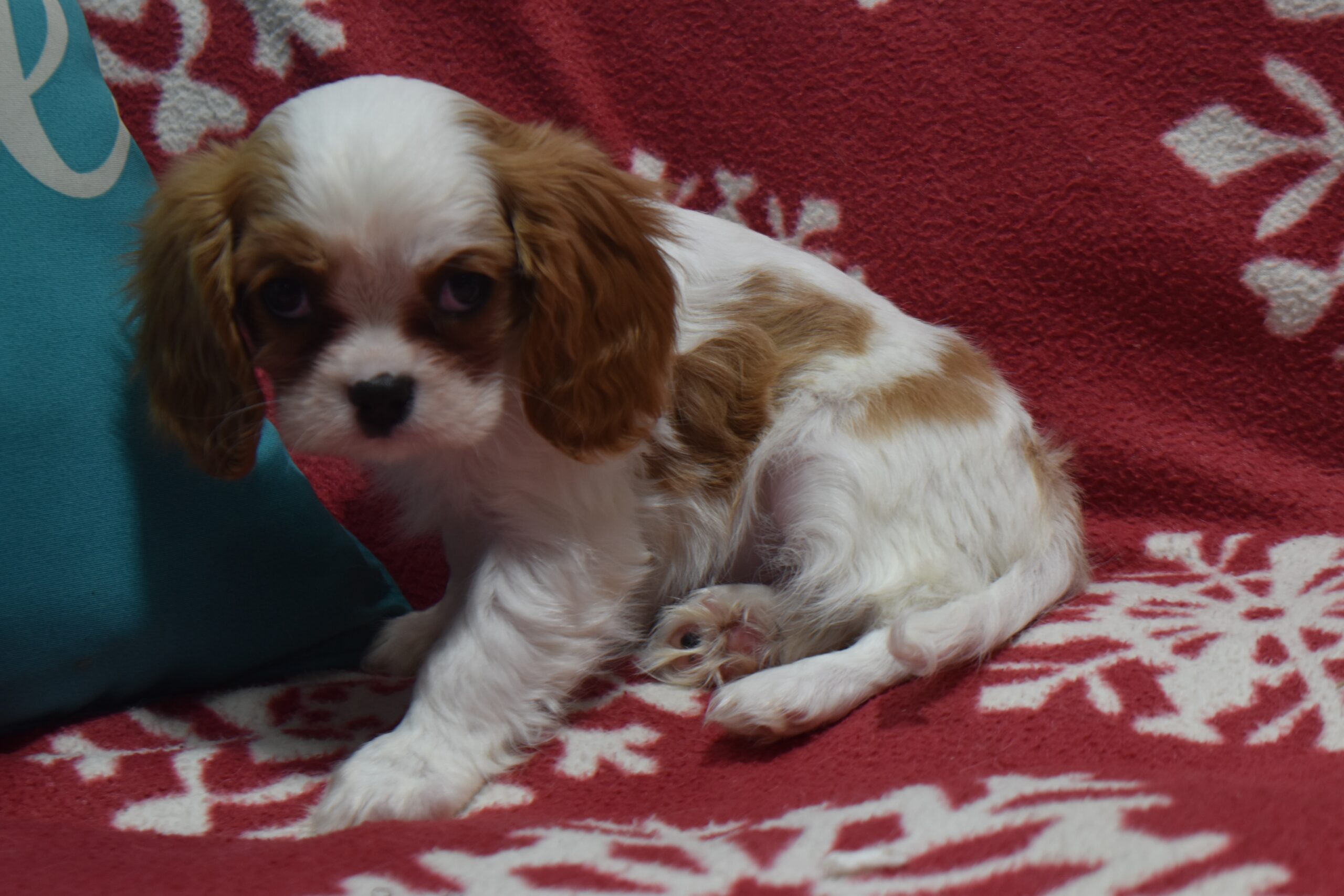 Ms. Paris the Cavalier - Image 2