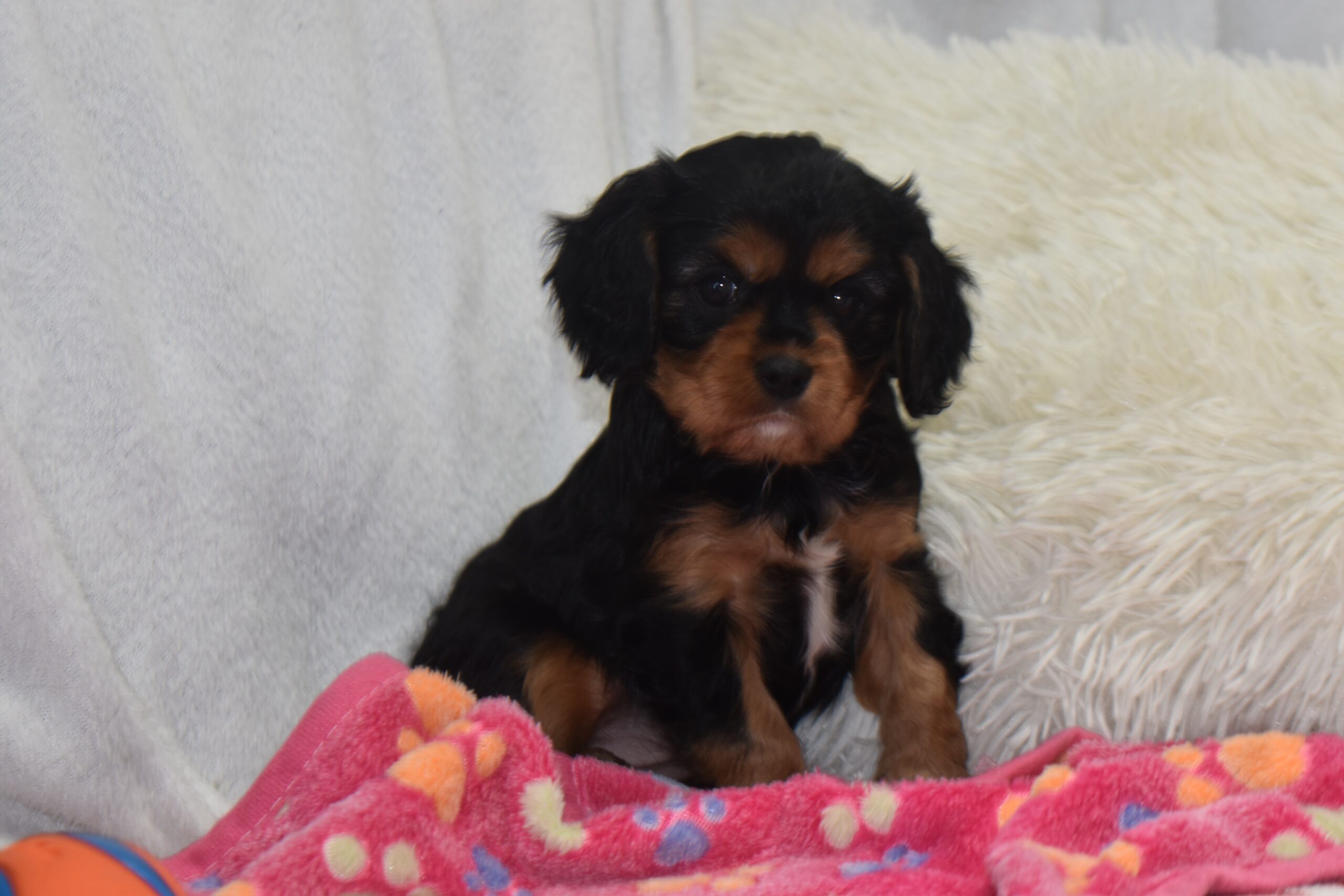 Ms.joslyn the Cavalier