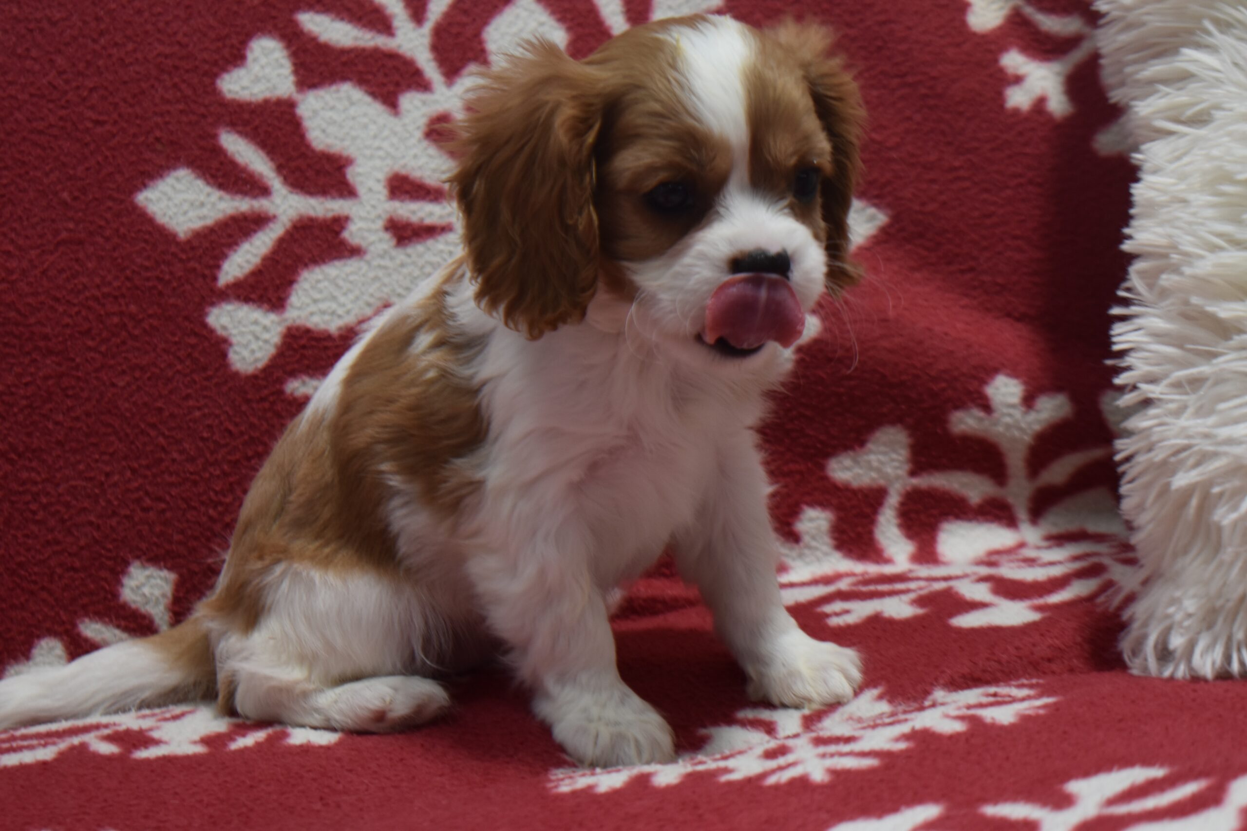 Ms. Serena - Image 3