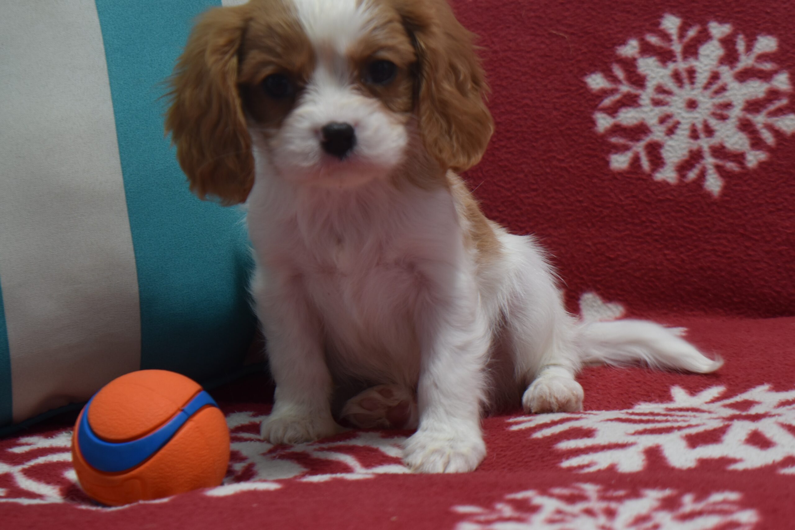 Mr.tucker the Cavalier - Image 6