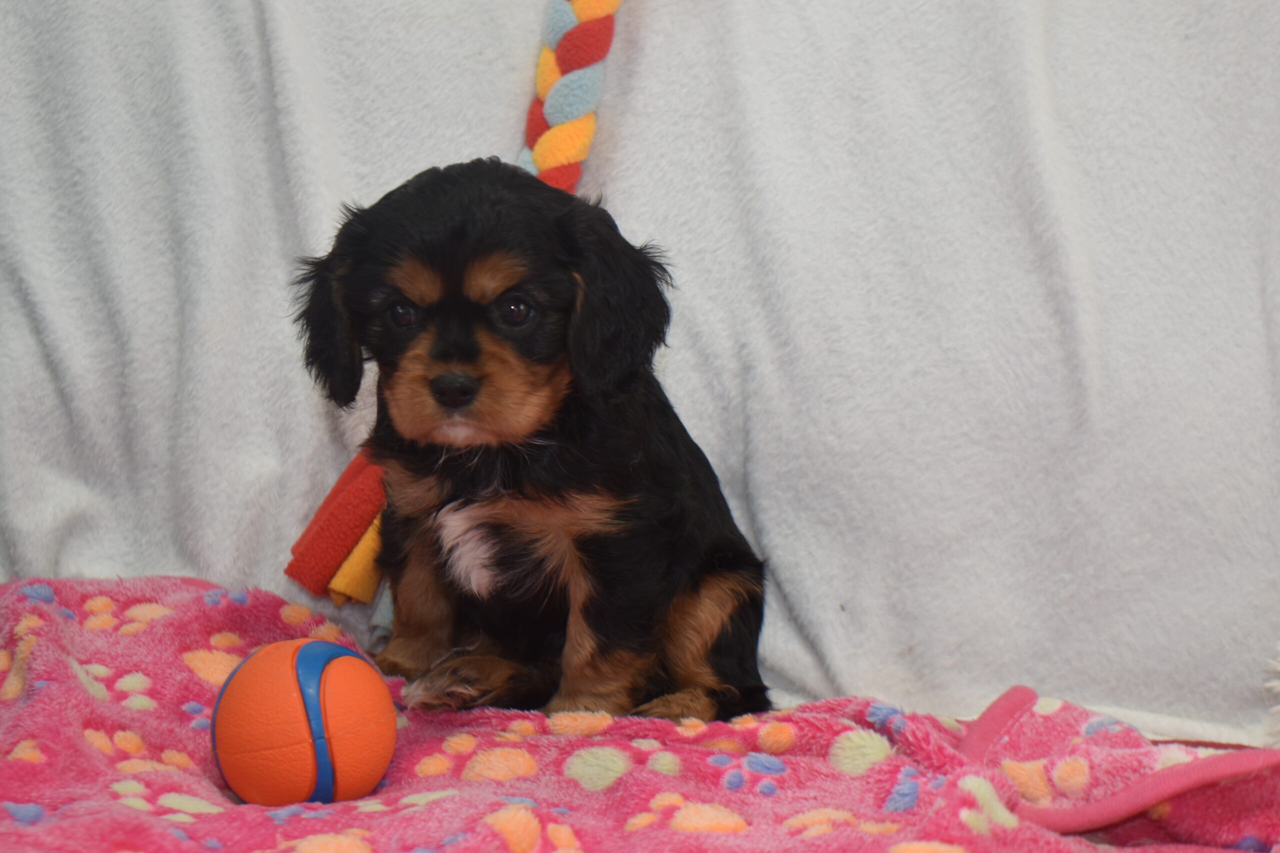 Ms.joslyn the Cavalier - Image 2