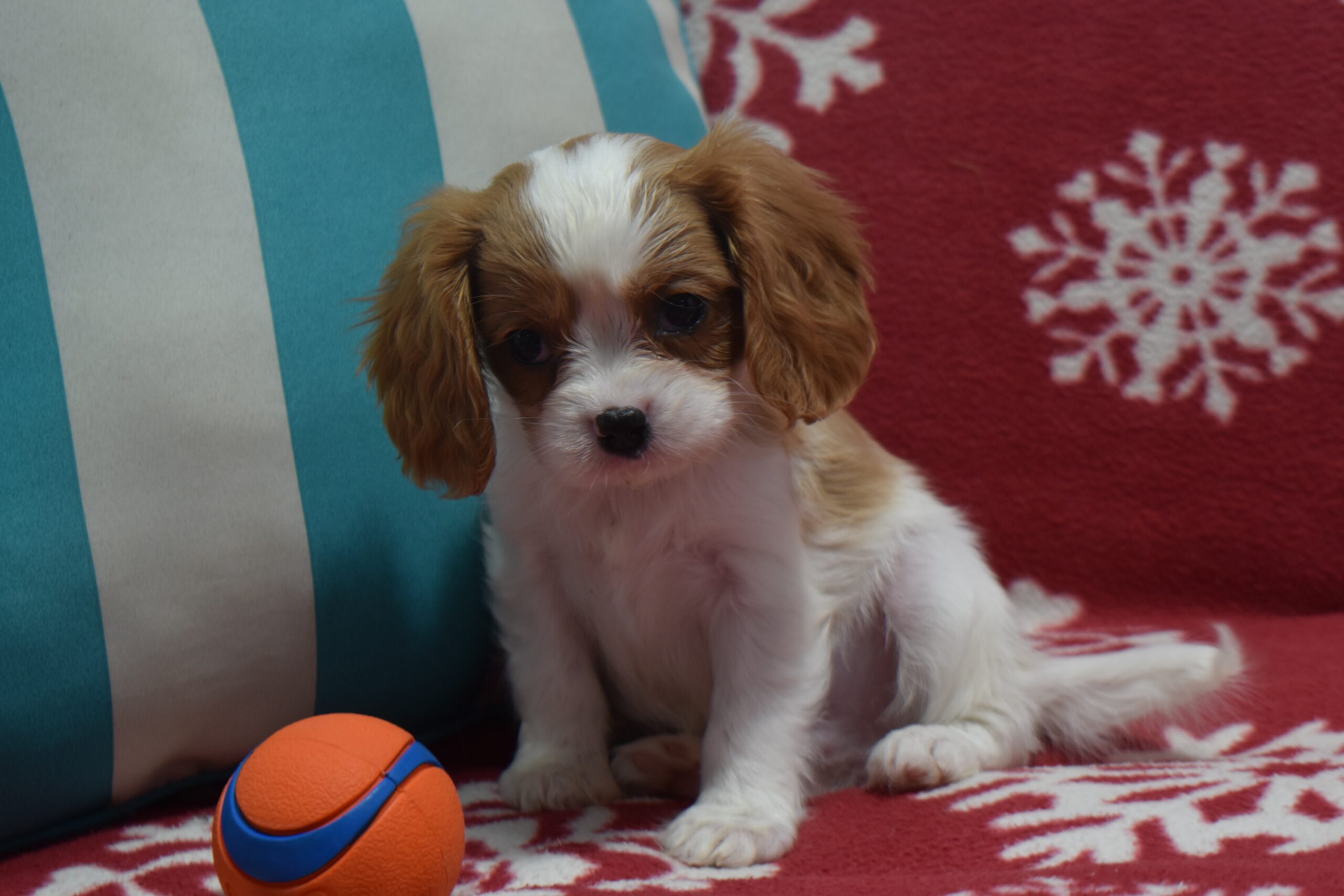 Mr.tucker the Cavalier