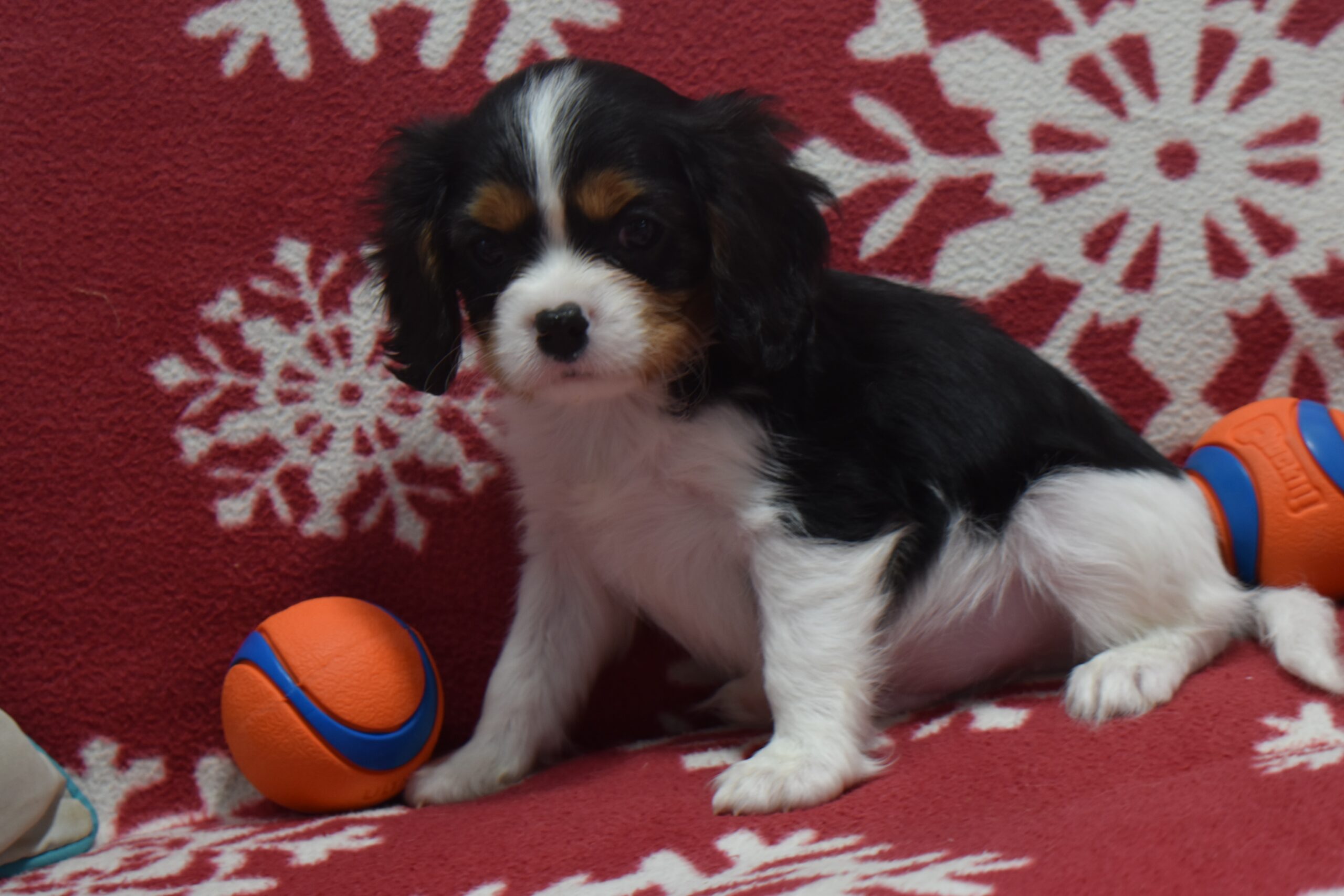 Mr.jackson the Cavalier - Image 2